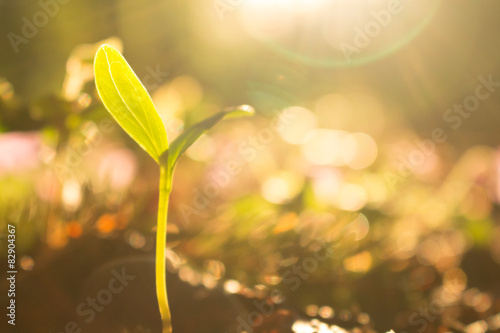 Spross im Gegenlicht