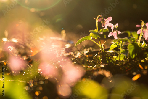 Blumen bei Sonnenuntergang