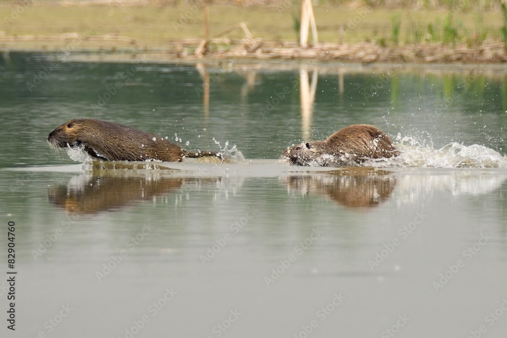 Fototapeta premium Nutrie che si inseguono