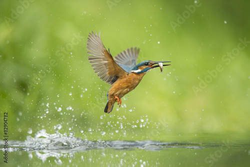 Kingfisher - Alcedo atthis © jamiehall