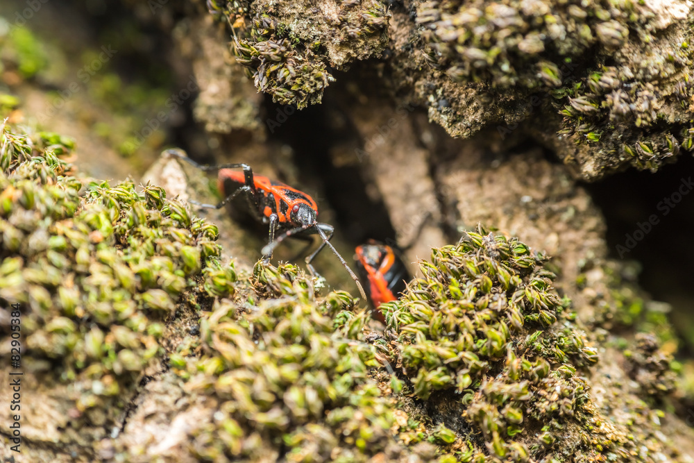Shield Bug (Graphosoma Lineatum) Macro Shield Bug (Graphosoma Lineatum) Macro