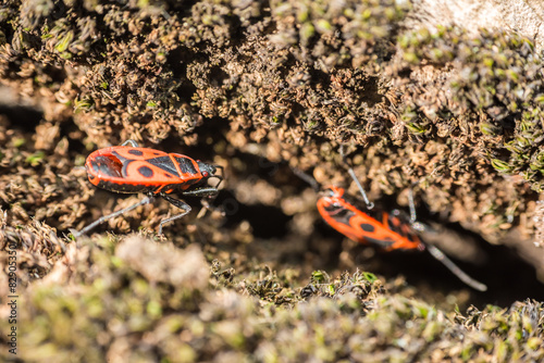 Shield Bug (Graphosoma Lineatum) Macro