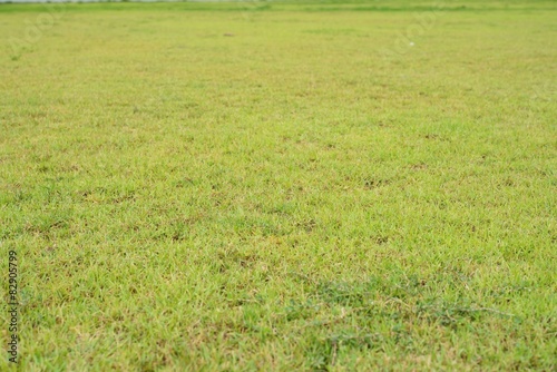 Tiltshift shot of green grass background