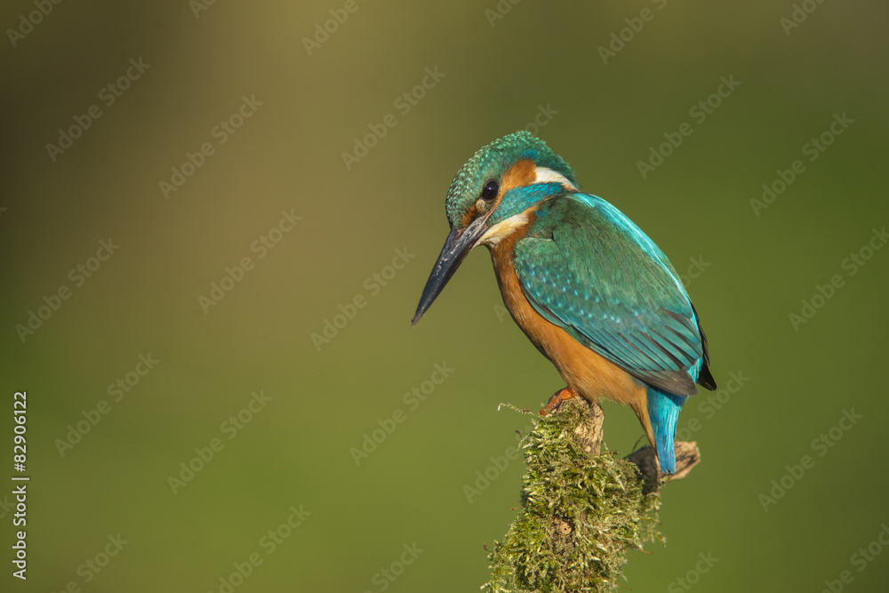 Obraz premium Kingfisher - Alcedo atthis