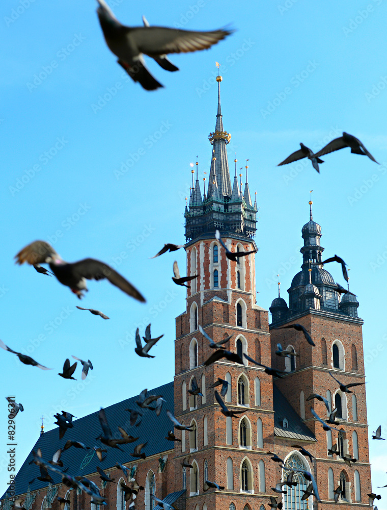 Fototapeta premium Krakow pigeons