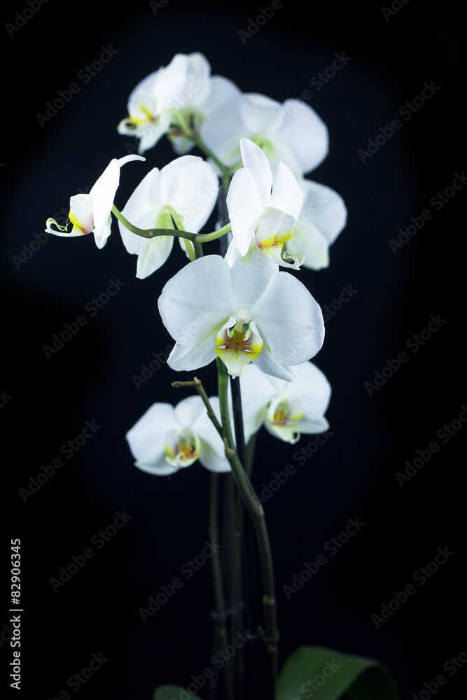 white orchid on dark background white orchid on dark background