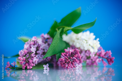 blooming lilac