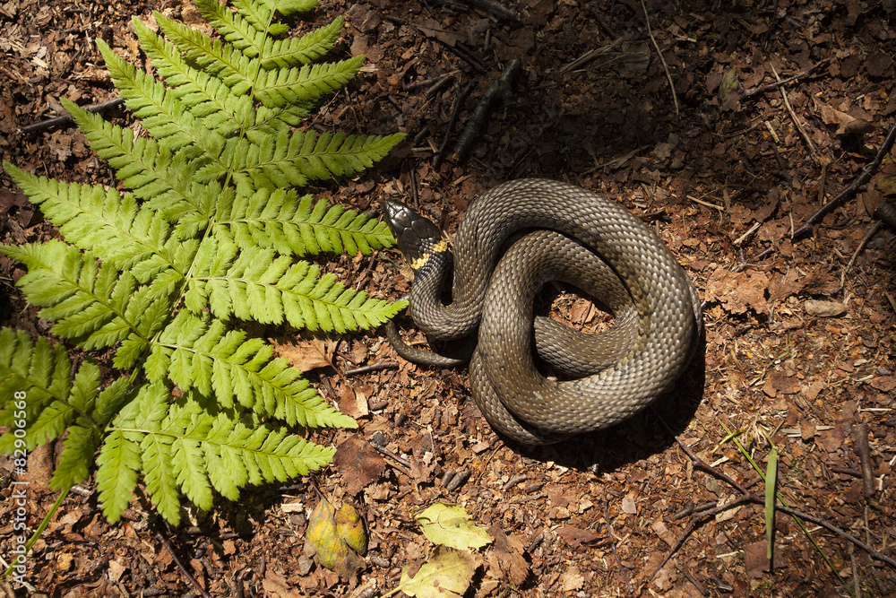Naklejka premium Grass snake - Natrix natrix