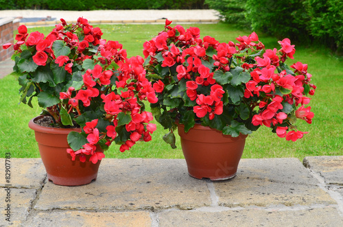 Colorful planters on the patio, betulia