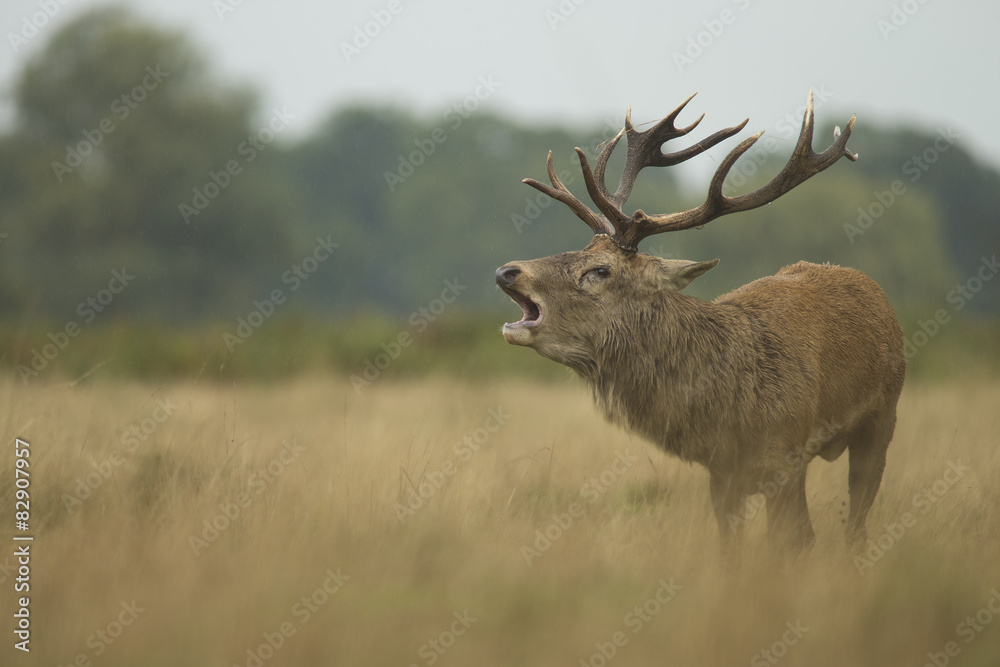 Obraz premium Red deer - Cervus elaphus