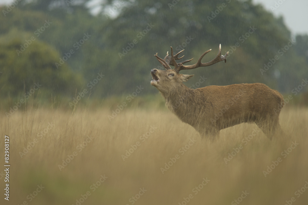 Red deer - Cervus elaphus Red deer - Cervus elaphus