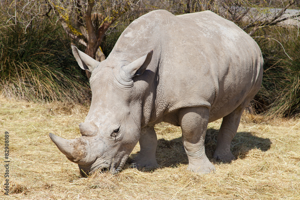 Obraz premium White Rhinoceros