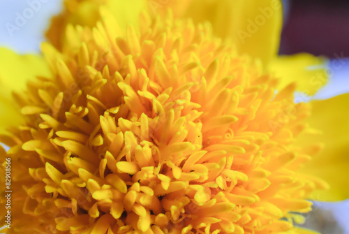 Macro shot of marigold flower