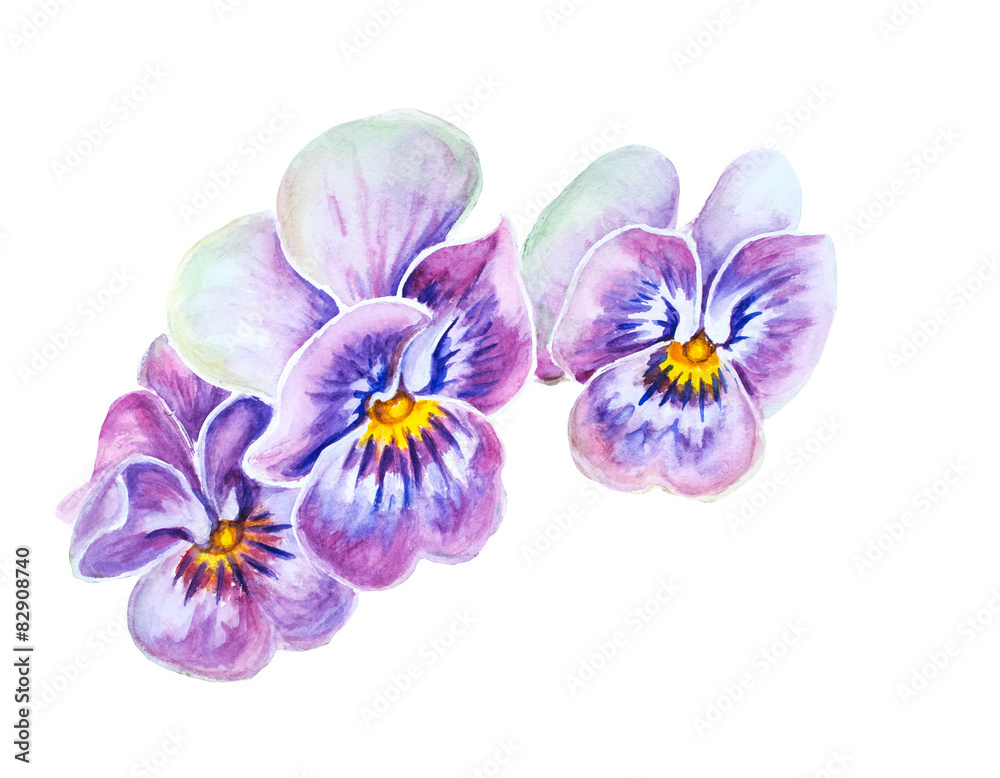 Obraz premium Tender pansies flowers.