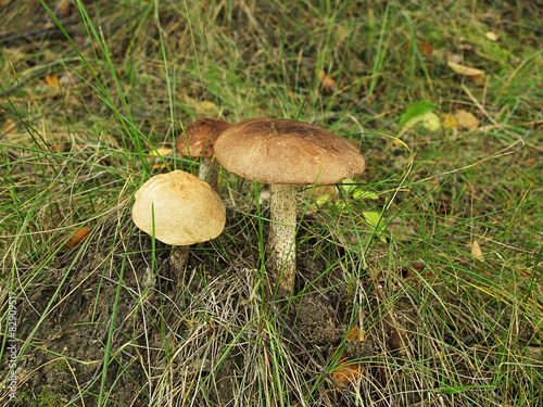 Mushroom time to © korolyek