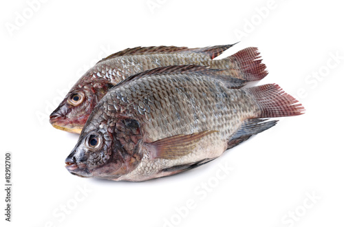 whole round fresh Tilapia fish on white background