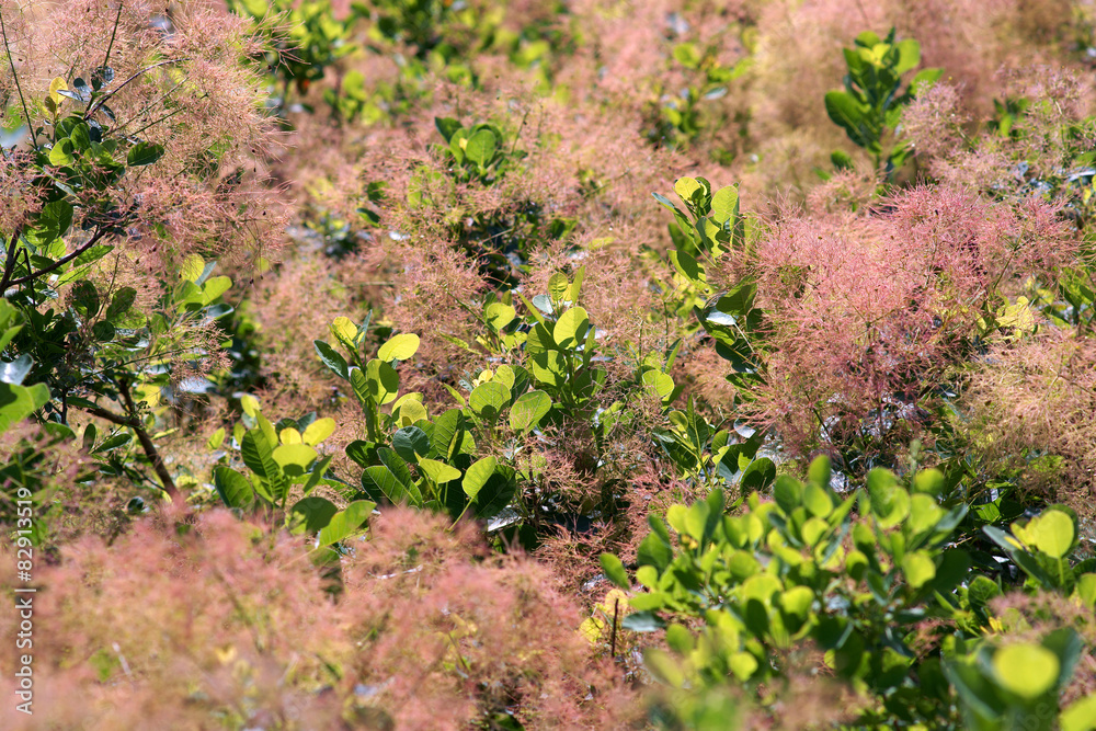 Cotinus coggygria Young Lady - smoketree Cotinus coggygria Young Lady - smoketree