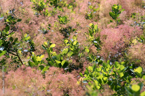 Cotinus coggygria Young Lady  - smoketree