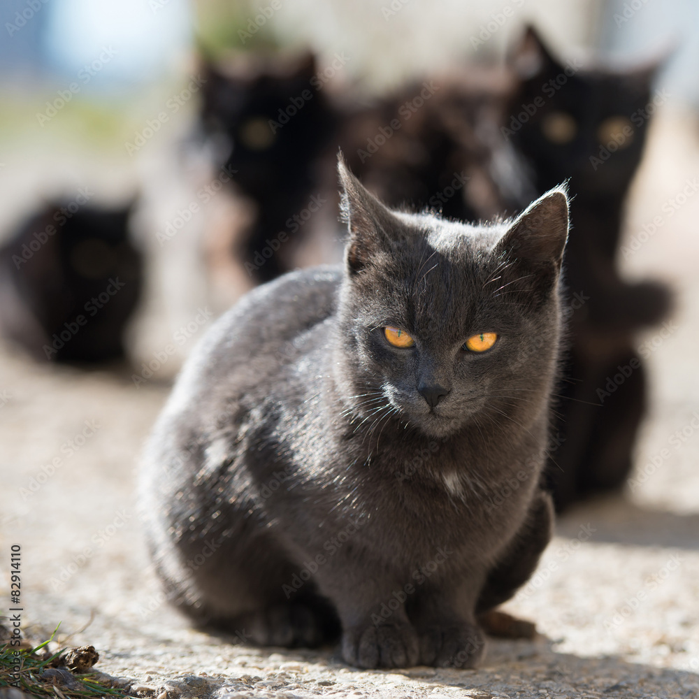 Group of cats