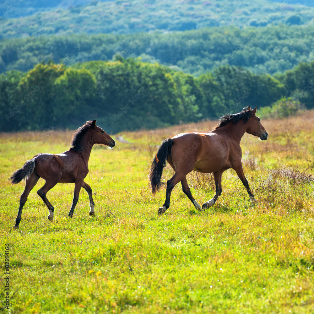 Fototapeta premium Running dark bay horses