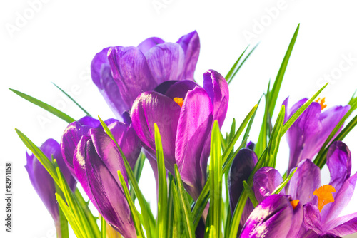 First spring flowers - bouquet of purple crocuses