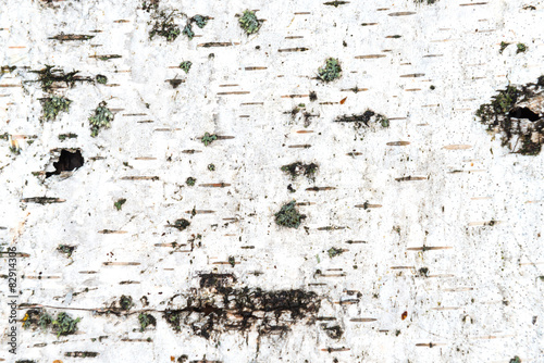 Photos Texture of white birch bark