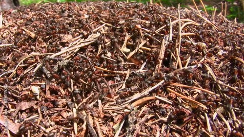 Ants run in an anthill
 photo