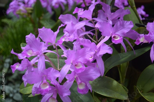 Orchideen