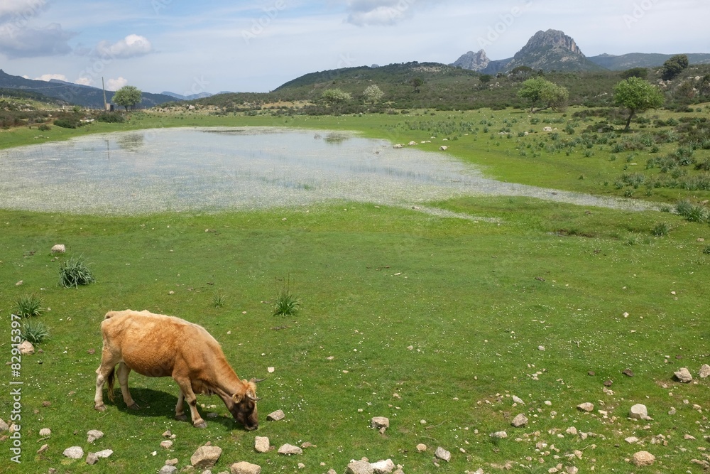 Sardinien Hochebene Supramonte Stock Photo Adobe Stock