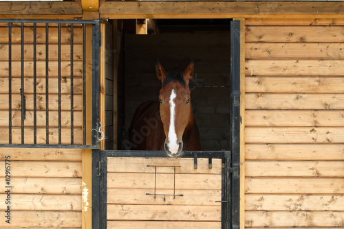 Thoroughbred horse in his stable