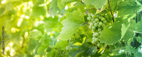 White grapes background.