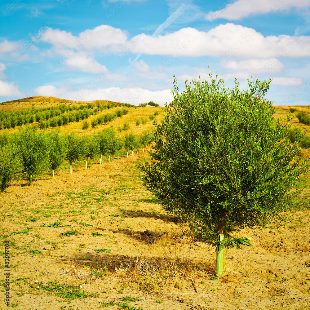 Olive Tree