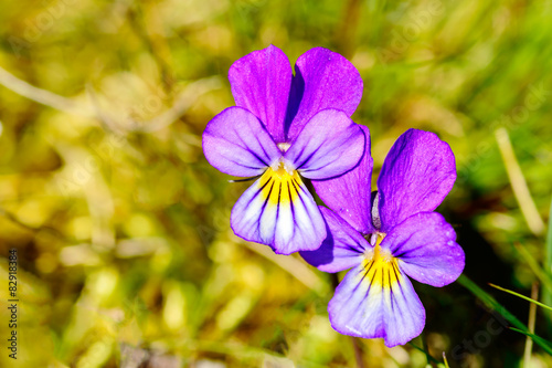 Heartsease