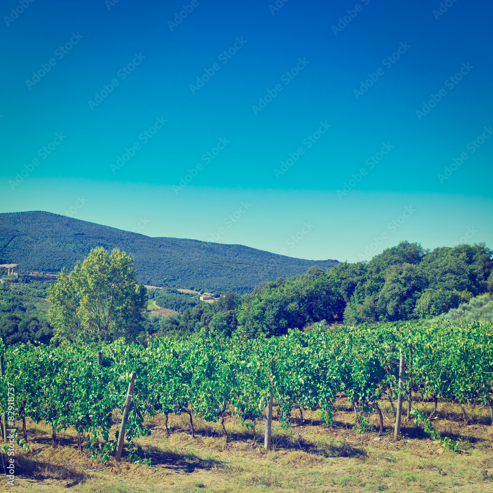 Vineyard in Chianti