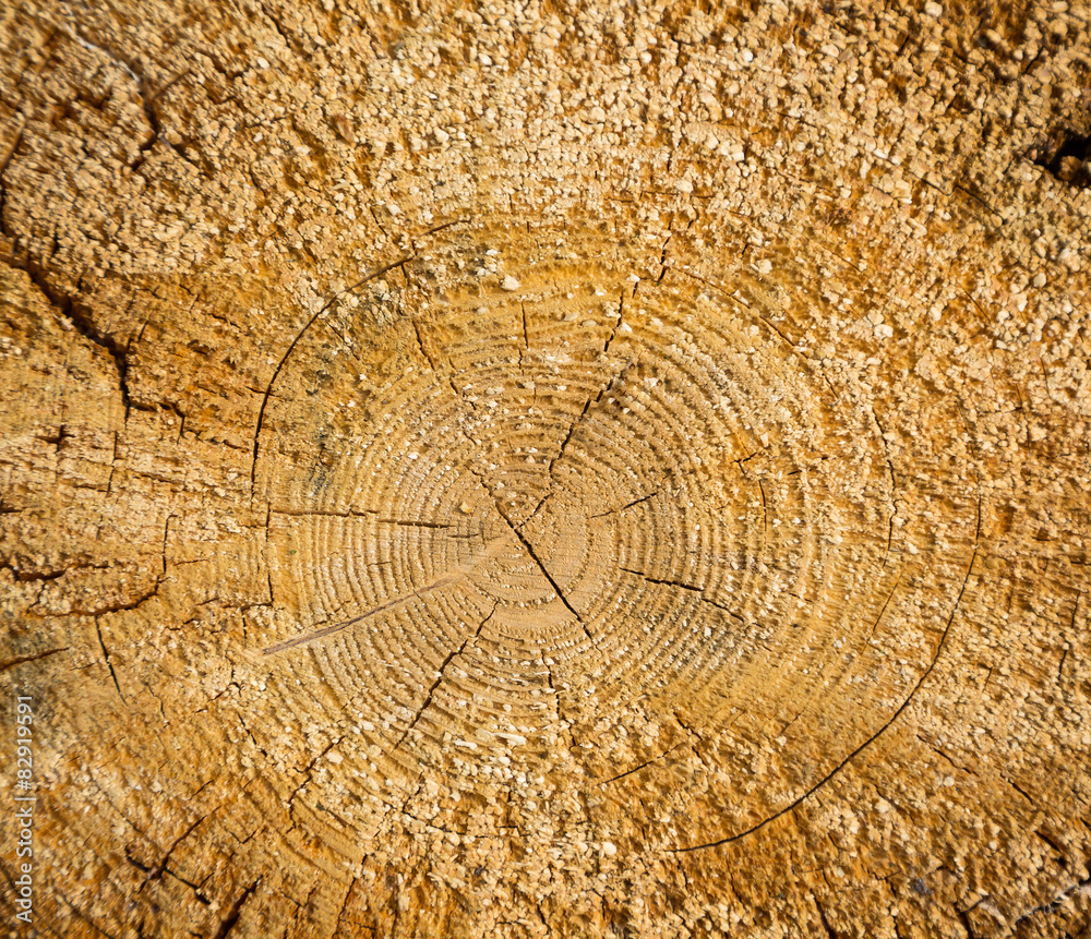 Naklejka premium growth rings, background, texture