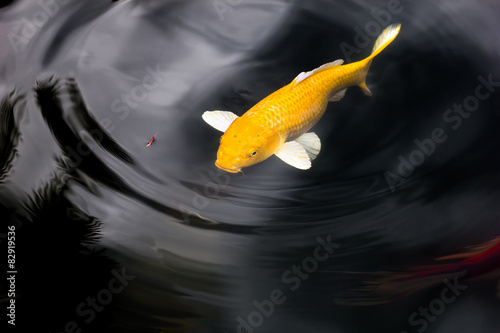 Koi or Japan Fancy Carp swimming in pond.Ripple and reflection i