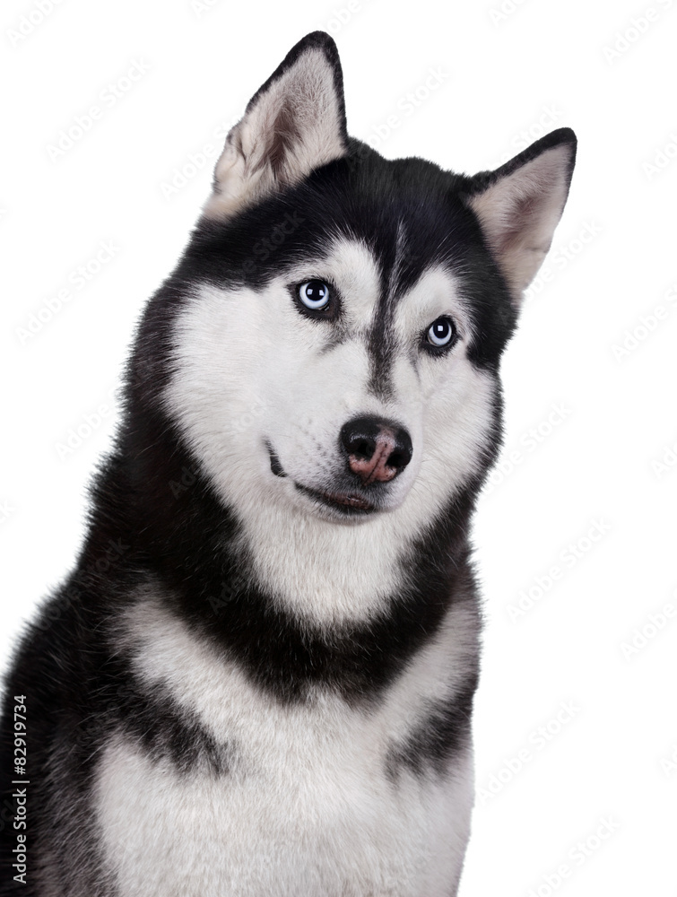 Siberian husky dog portrait on a white background