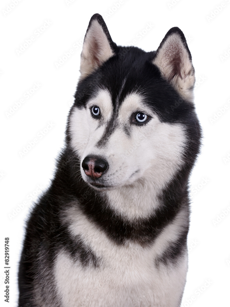 Siberian husky dog portrait on a white background Siberian husky dog portrait on a white background