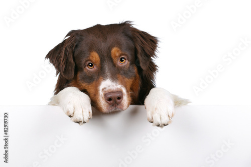Adorable dog with blank board