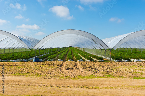 Greenhouse in Portugal