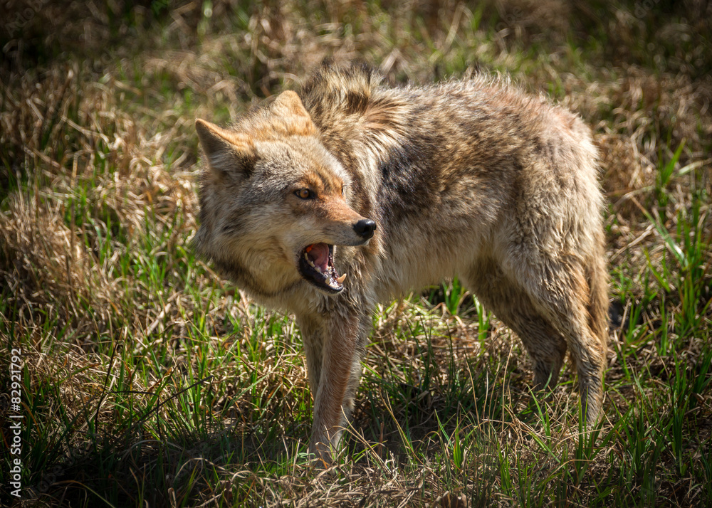Fototapeta premium Angry Coyote with Open Mouth