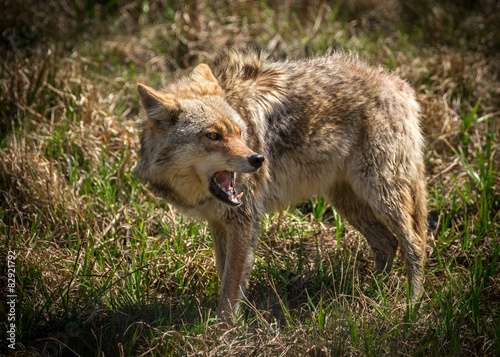 Angry Coyote with Open Mouth