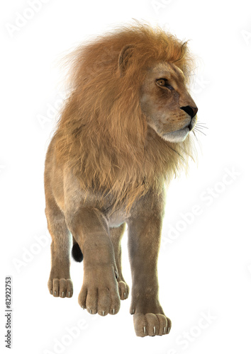 Fototapeta Naklejka Na Ścianę i Meble -  Male Lion