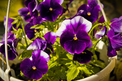 Viola tricolor flowers