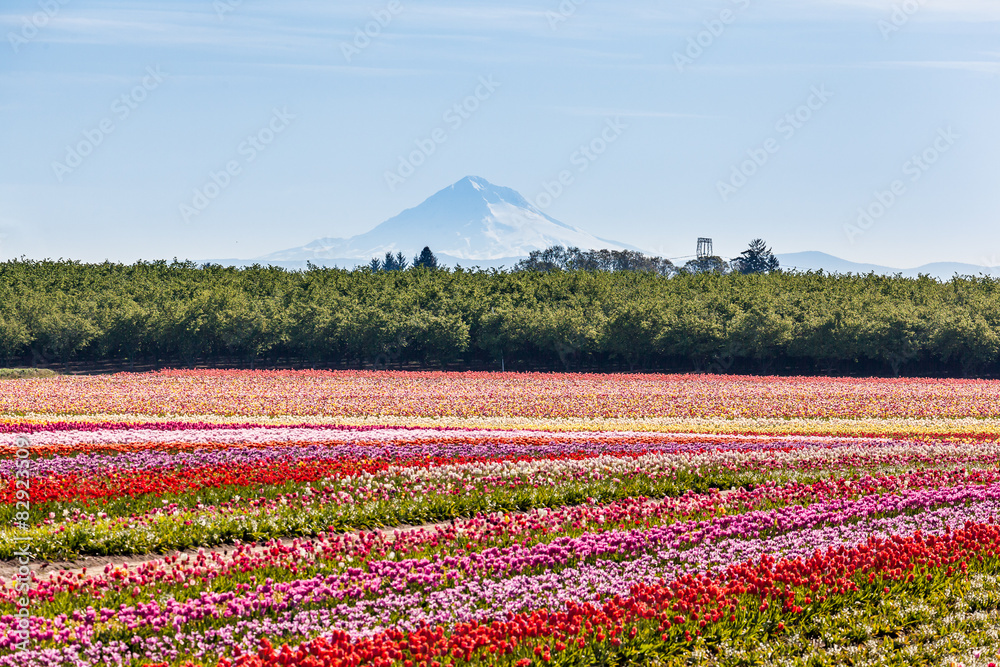colorful tulip field and Mt. Hood