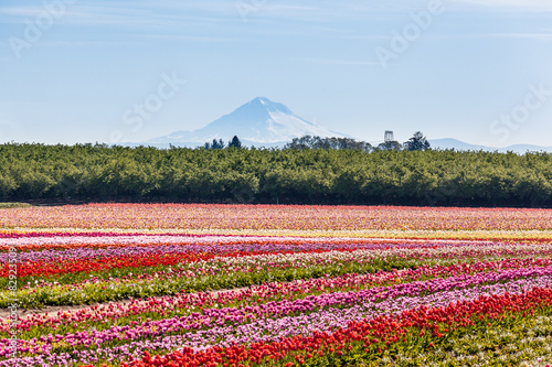 Obraz na płótnie colorful tulip field and Mt. Hood w salonie