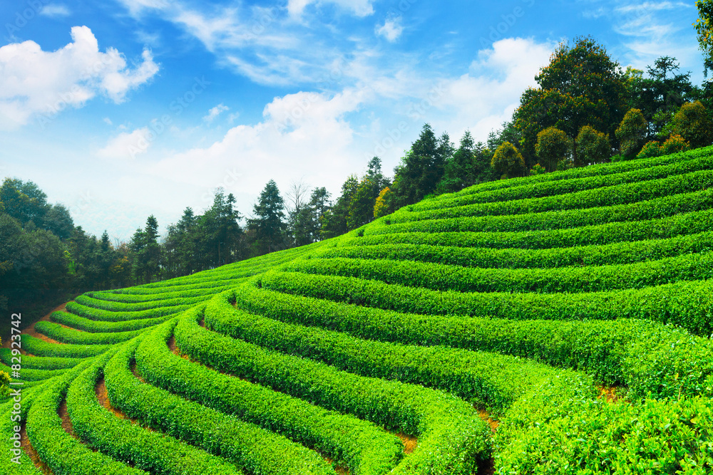 tea plantations under blue sky tea plantations under blue sky