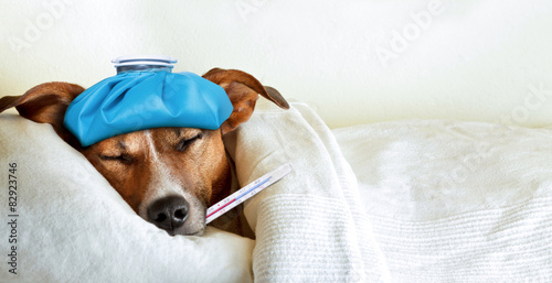 Canvas-taulu sick ill dog