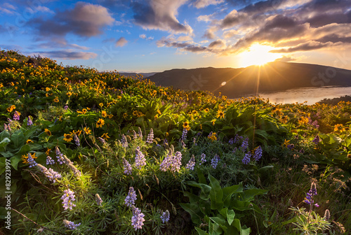 beautiful sunrise and wildflowers at rowena crest viewpoint, Ore photo