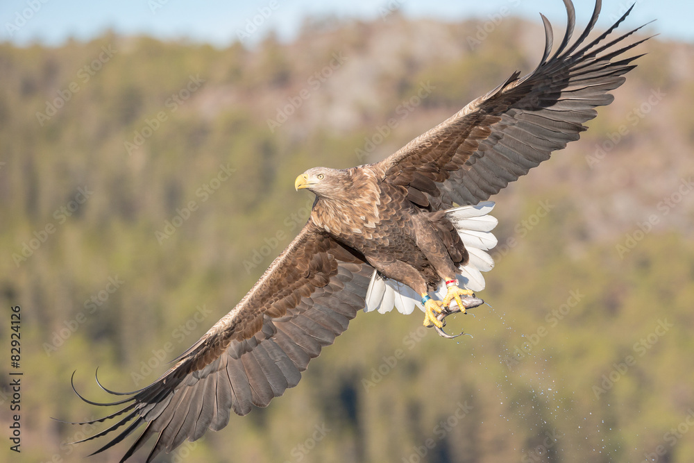 Obraz premium White-tailed Eagle in flight.